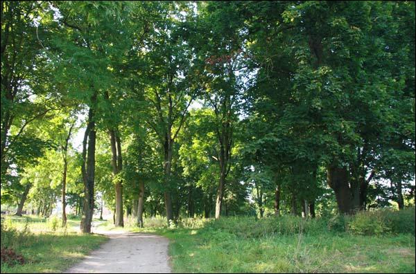 Цешаўля (Першамайскі). Прысядзібны парк пры былой сядзібе Станкевічаў
