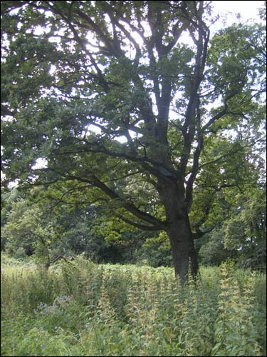  - Сядзібна-паркавы ансамбль . Дуб у парку, 2008 г.