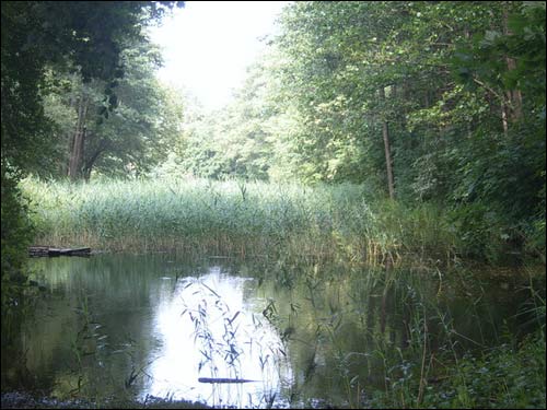  - Сядзібна-паркавы ансамбль . Сажалка ў парку, 2008 г.