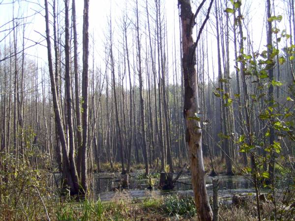  - Краявіды . 