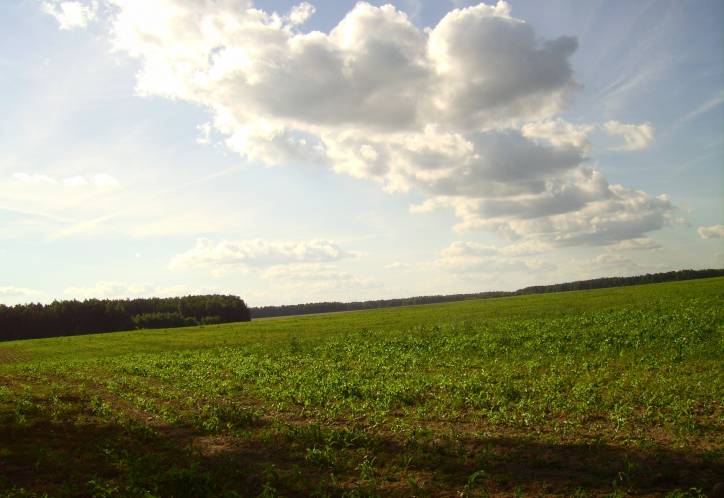  - Краявіды . 