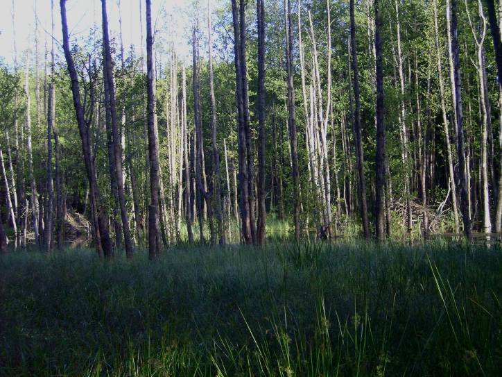  - Краявіды . 
