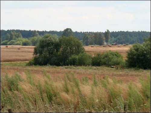  - Краявіды . Поле ў ваколіцах вёскі (08.2008)