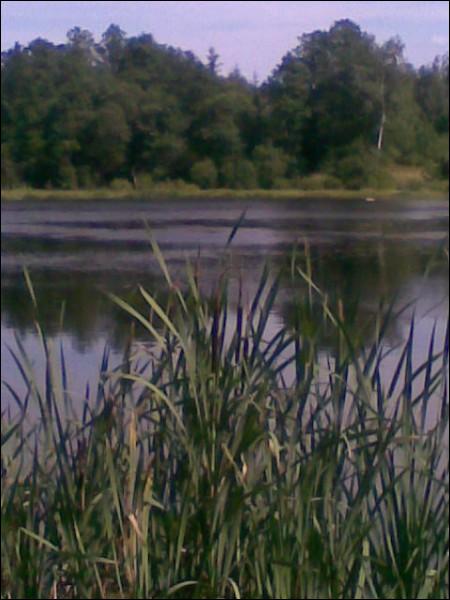  - Краявіды . 
