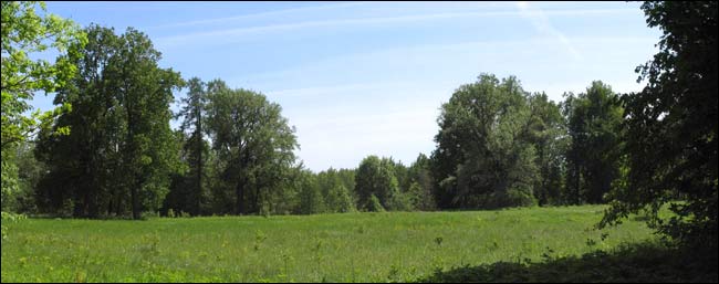  - Park dworski . Pozostałości parku
