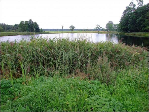  - Landscapes . The lake in Naraszy. Summer 2009