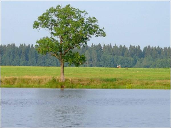  - Landscapes . The lake. View from the west side. Summer 2009