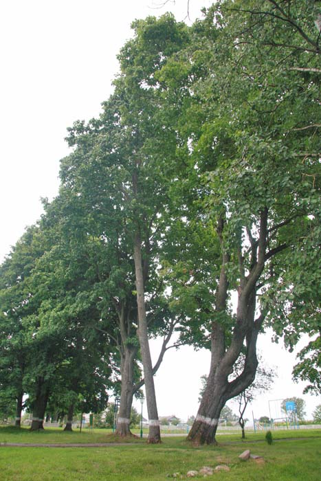  - Manor park of Magnuszewski. In the park