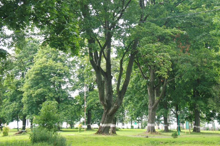  - Manor park of Magnuszewski. In the park