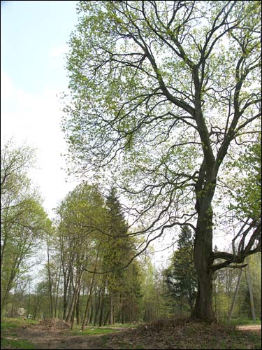 Zielanievičy. Manor 