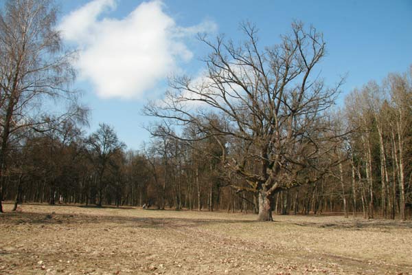 Столін. Прысядзібны парк «Маньковічы»