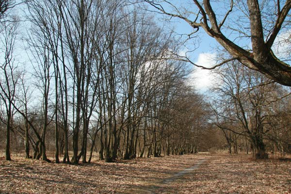 Столін. Прысядзібны парк «Маньковічы»