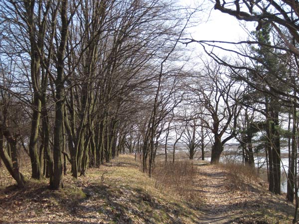 Столін. Прысядзібны парк «Маньковічы»