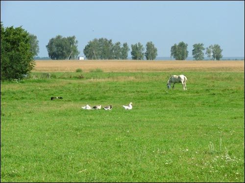 Łąka i pole koło wsi Siechnowicze Wielkie. Krajobrazy