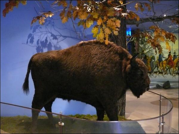  -  Muzeum. 