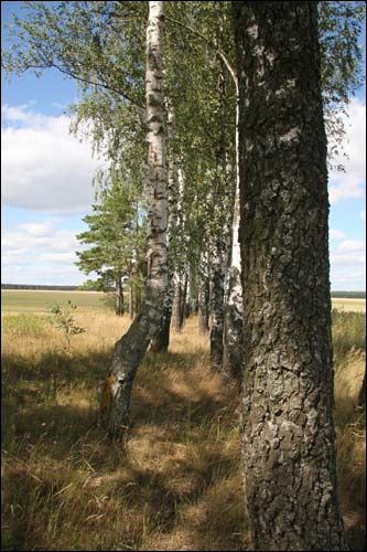 Charošaŭka. Landscapes 