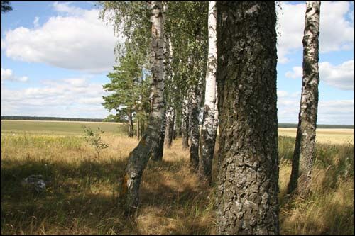 Charošaŭka. Landscapes 