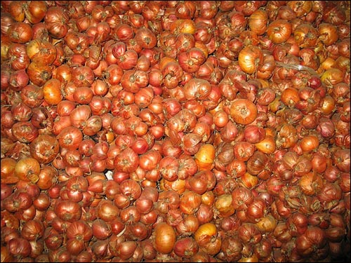 Cebulka Choromce. We wsi