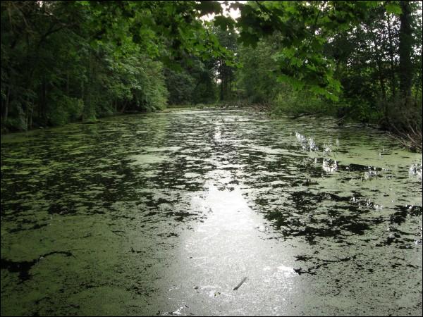  - Гаспадарчы двор Гюнтэраў. Сажалка ў парку