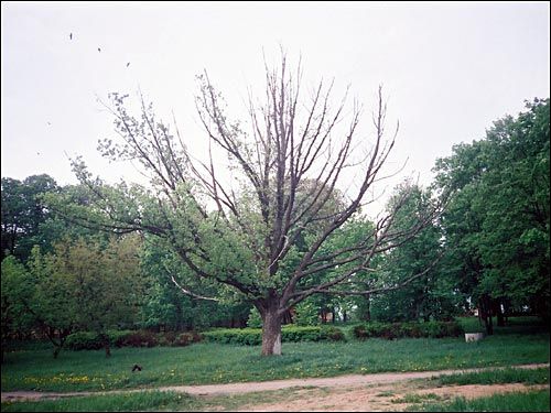 Mir. Manor park 