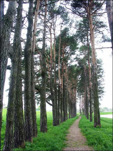 Mir. Manor park 