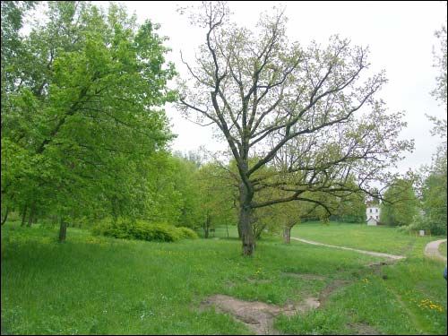Mir. Manor park 