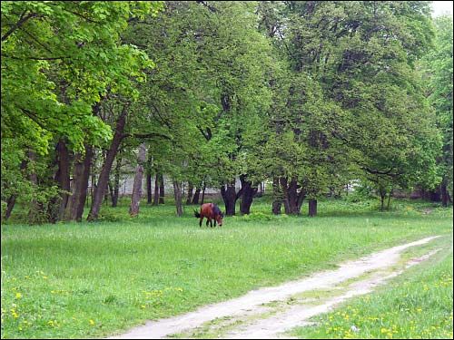 Mir. Manor park 