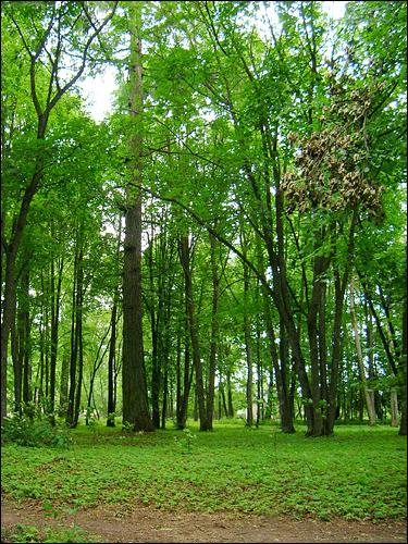  - Park dworski Strawińskich. W parku (26.07.2007)