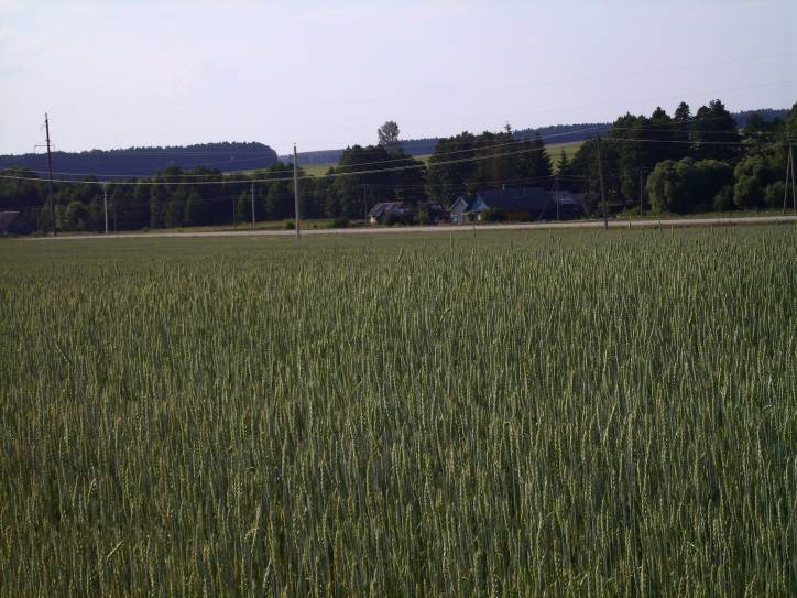 - Krajobrazy . A tam, za drogą na Gieranony, nad kryniczna Matruną, było pole i chata moich dziadków Bronisława i Marii Niechwiadowiczów. Chata jeszcze stoi. Jest niewidoczna z tego miejsca. Przeżyłem w niej moich pierwszych 10 miesięcy życia przed wyjazdem do Polski. 