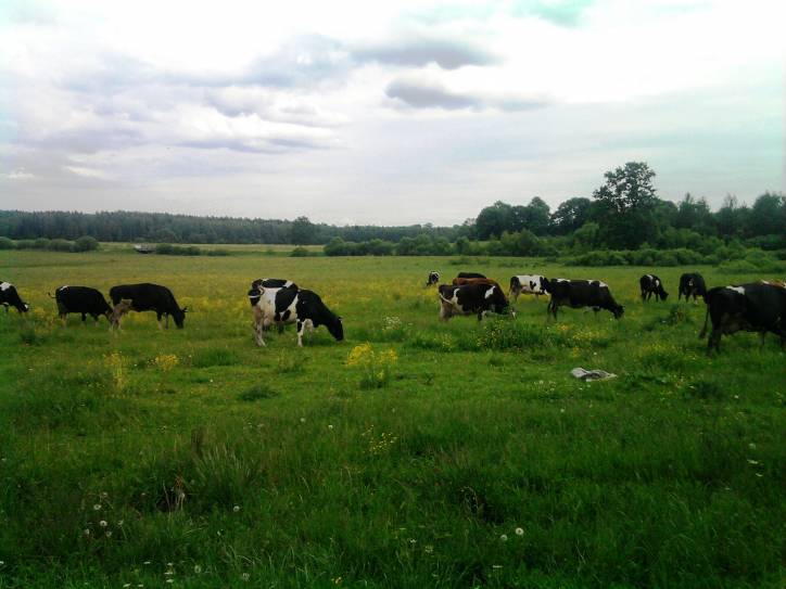  - В деревне . 