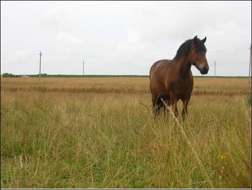  - У вёсцы . Поле ля вёскі