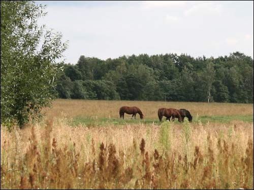 Wawulicze (Dubówka).  Krajobrazy 