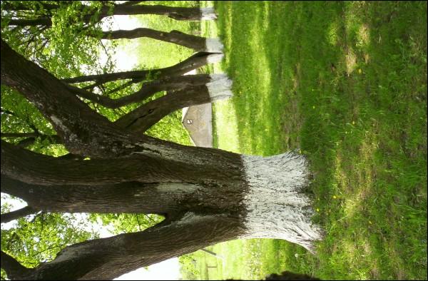 Чавусы. Вуліцы гораду 