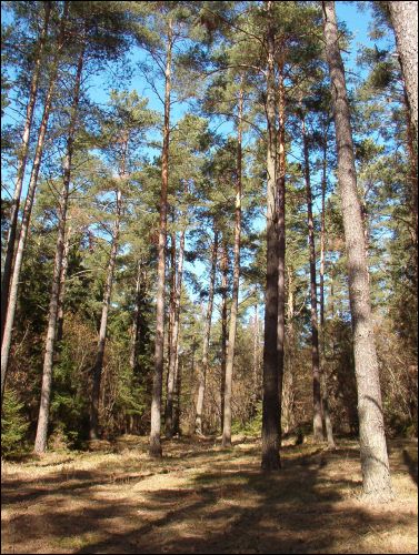 Красное. В местечке 