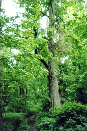 Альба. Парк «Альба»