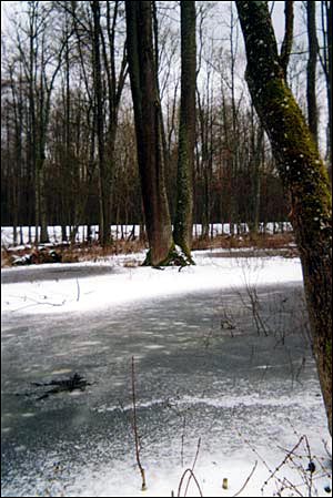 Альба. Парк «Альба»