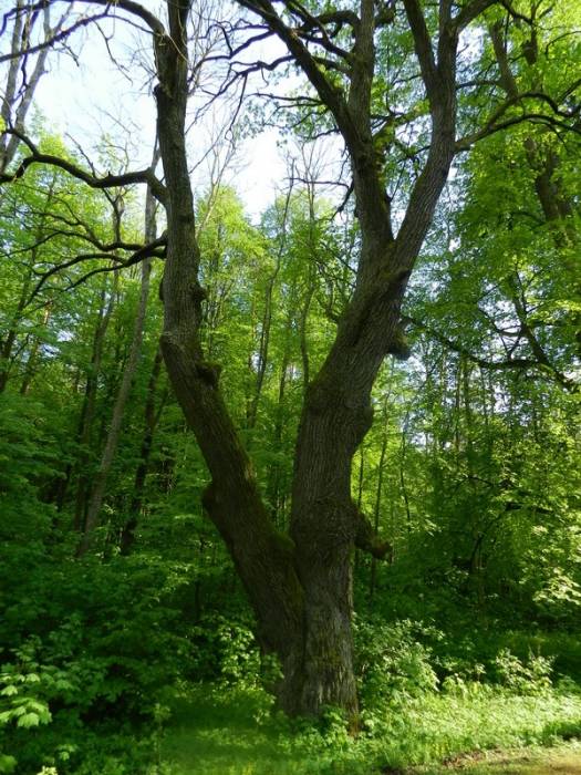 Альба. Парк «Альба»