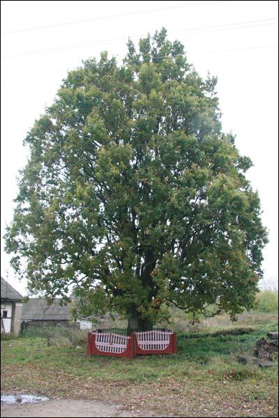Zaazierje. Farmstead 