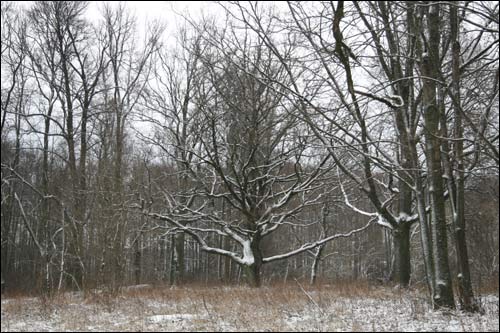  - Сядзібна-паркавы ансамбль Ваньковічаў. Куток парку