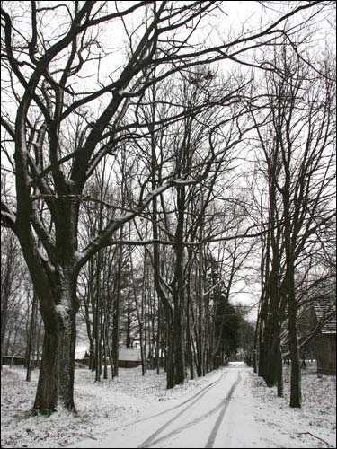  - Сядзібна-паркавы ансамбль Ваньковічаў. Алея ў парку