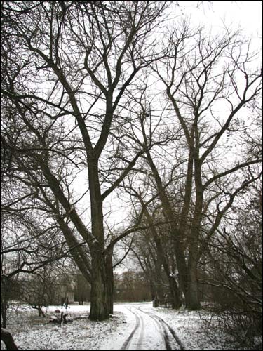  - Сядзібна-паркавы ансамбль Ваньковічаў. Алея ў парку