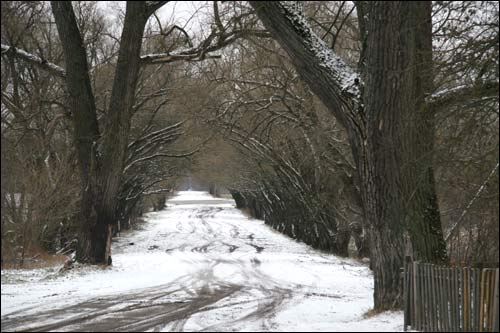  - Сядзібна-паркавы ансамбль Ваньковічаў. Пад'язная алея з боку Алесіна
