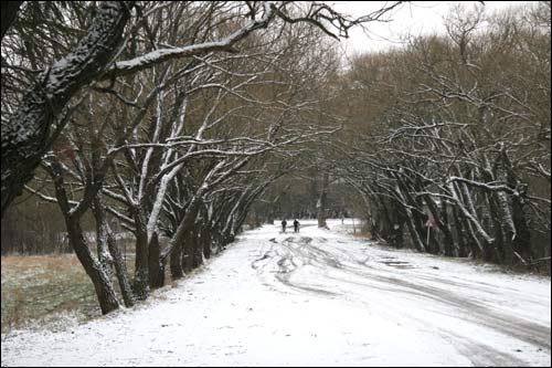  - Сядзібна-паркавы ансамбль Ваньковічаў. Пад'язная алея з боку Алесіна