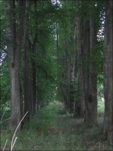 Старинки. Усадебно-парковый ансамбль Богдановичей