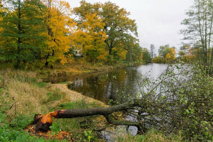 Любань. Усадебно-парковый ансамбль Любанских