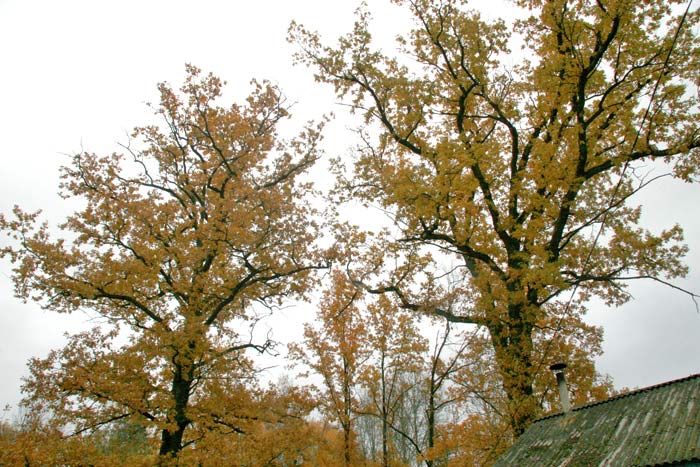 Матьковцы. Хозяйственный двор Богдановичей