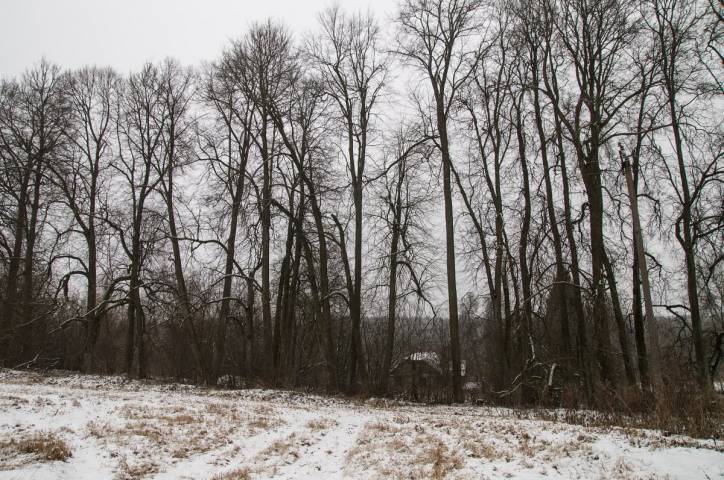  - Dwór . Park, fragment