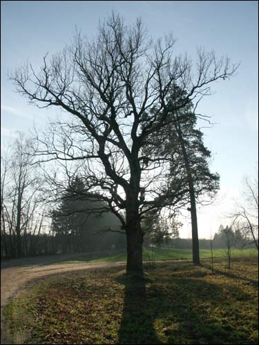  - Landscapes . On the road to the place of Biarnovič former manor-place