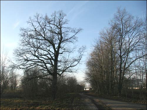  - Landscapes . On the road to the place of Biarnovič former manor-place