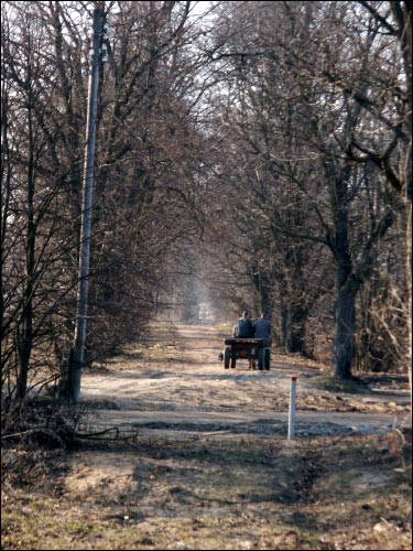  - Krajobrazy . Aleja wjazdowa do dworu